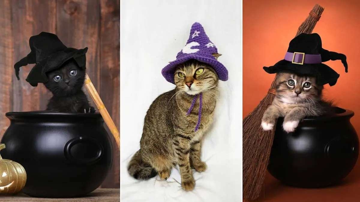 best cat Halloween costume