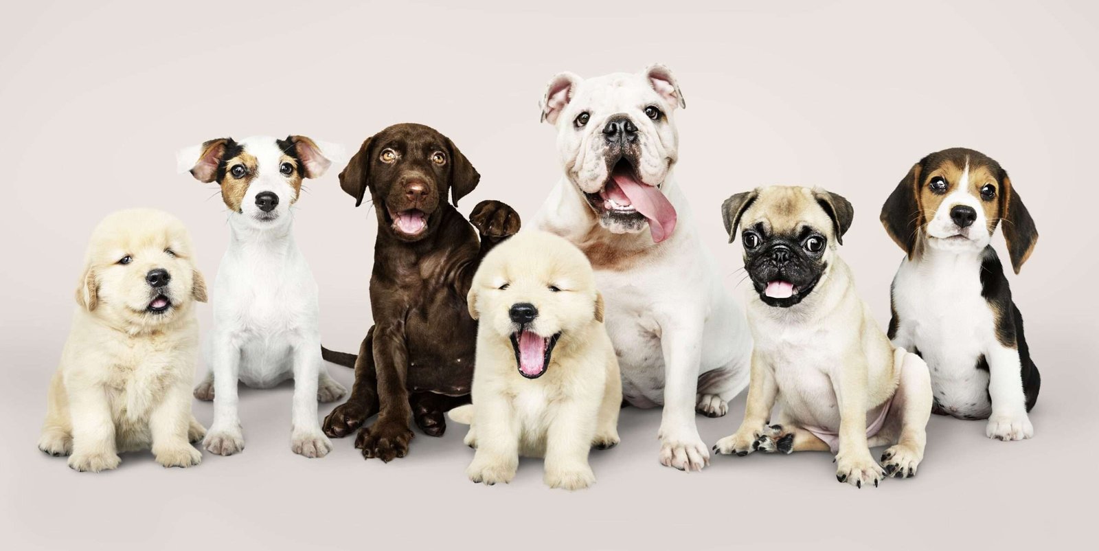 Top 10 Family-Friendly Dog Breeds: Choosing the Perfect Companion for Your Household
