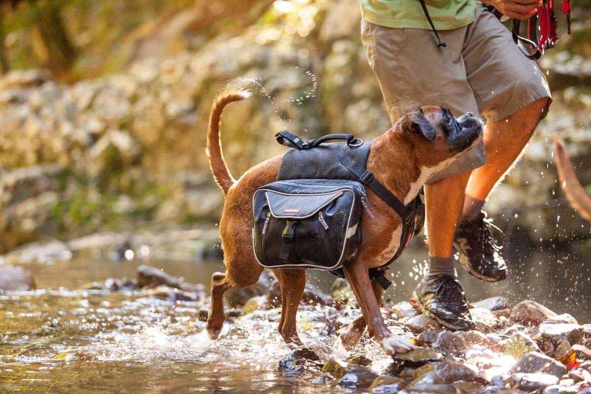 Dog Backpacks: Let Your Pup Share the Load