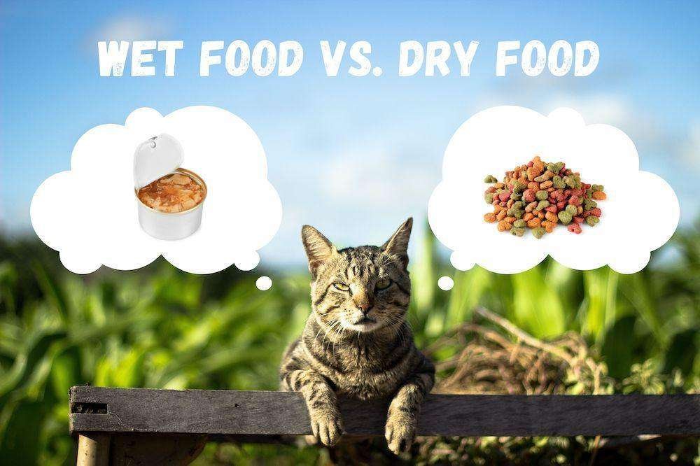 wet-vs-dry-food-for-cat
